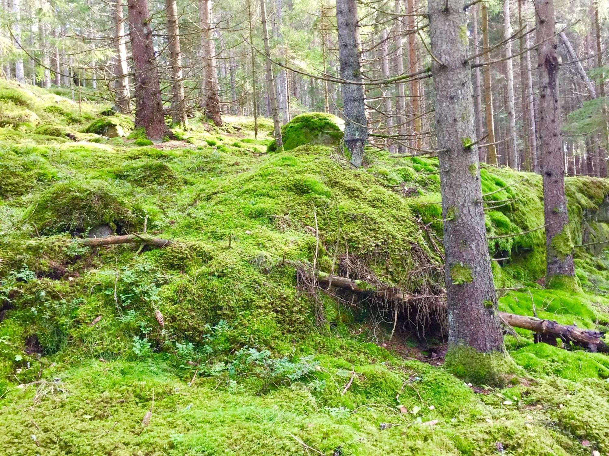 The Blomsholm Cabin - Load Your Electric Car Strömstad Esterno foto